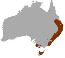 Photo: Wallaby à cou rouge - occurrence